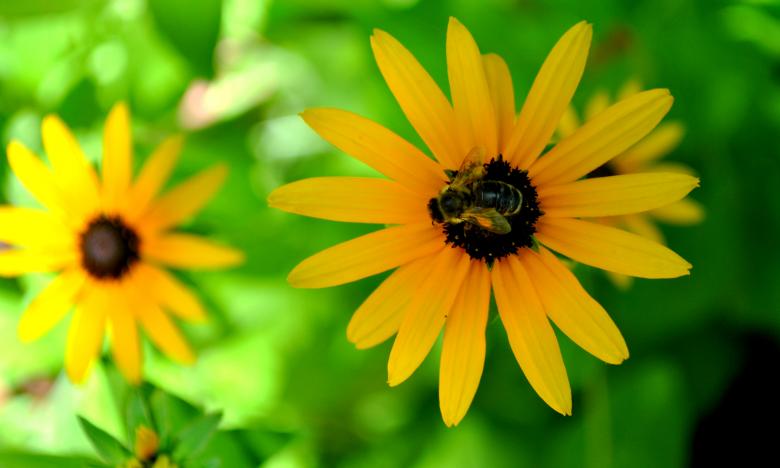 Free stock image of Yellow Flowers created by Robert Priest