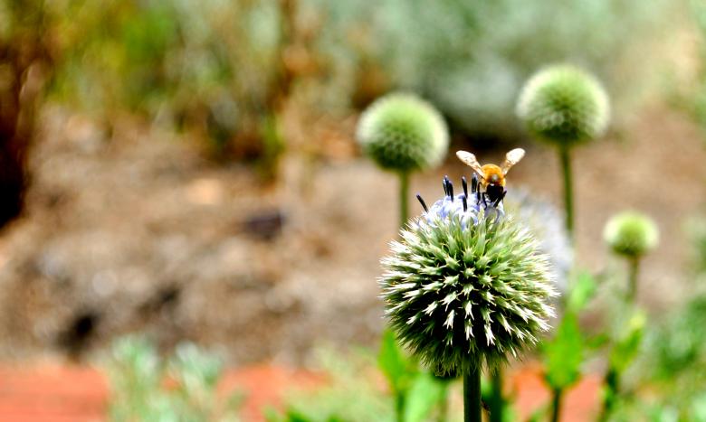 Free stock image of Bee and the flower created by Robert Priest