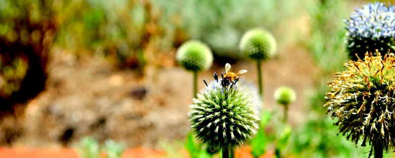 Free stock image of Bee and the flower created by Robert Priest