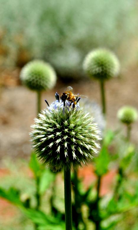 Free stock image of Bee and the flower created by Robert Priest