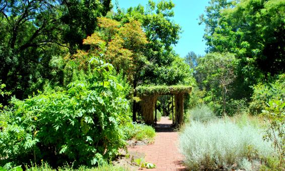 Free Stock Photo of Green Garden
