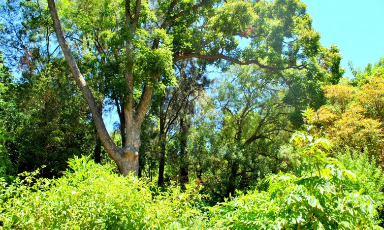 Free stock image of Green Garden created by Robert Priest