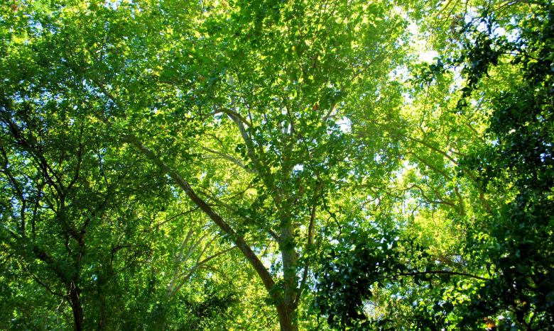 Free stock image of Green Garden created by Robert Priest