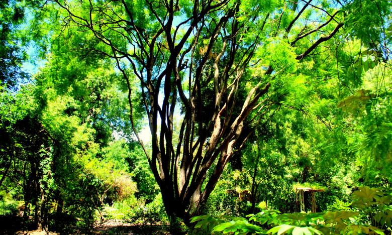 Free stock image of Green Garden created by Robert Priest