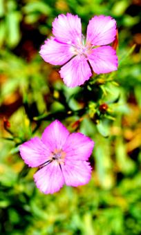 Free Stock Photo of Pink Flowers