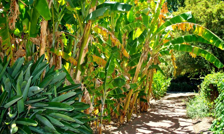 Free stock image of Green Garden created by Robert Priest