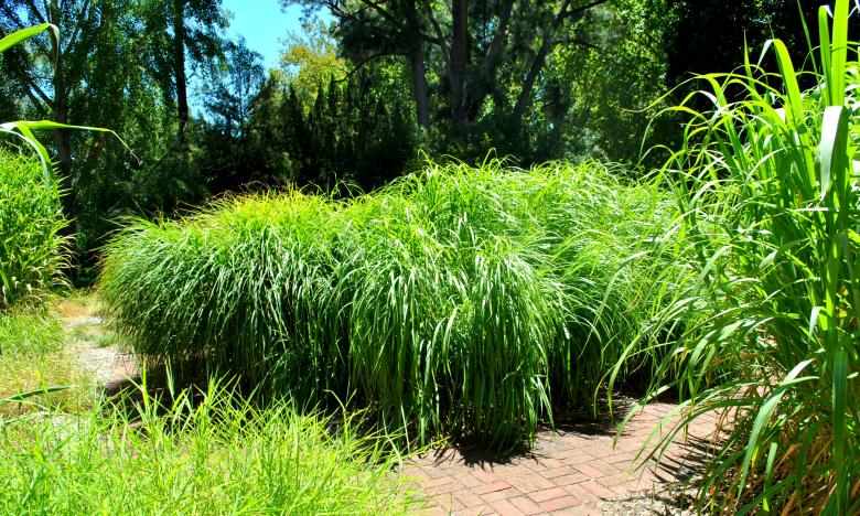 Free stock image of Green Garden created by Robert Priest
