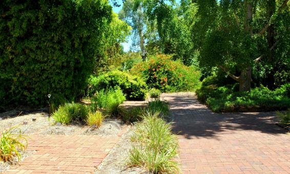 Free Stock Photo of Green Garden