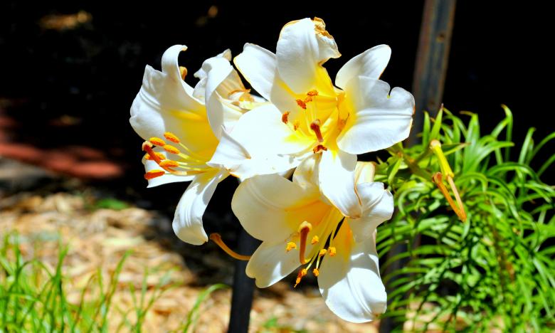 Free stock image of White flowers created by Robert Priest