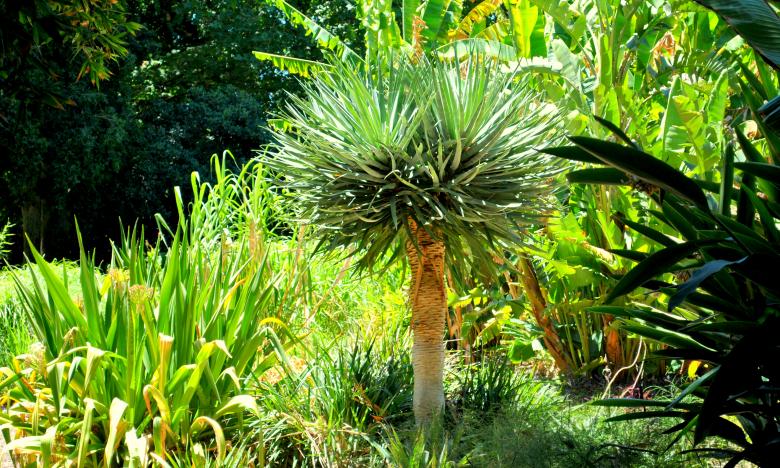 Free stock image of Green Plants created by Robert Priest