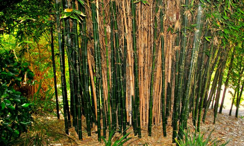 Free stock image of Green Plants created by Robert Priest
