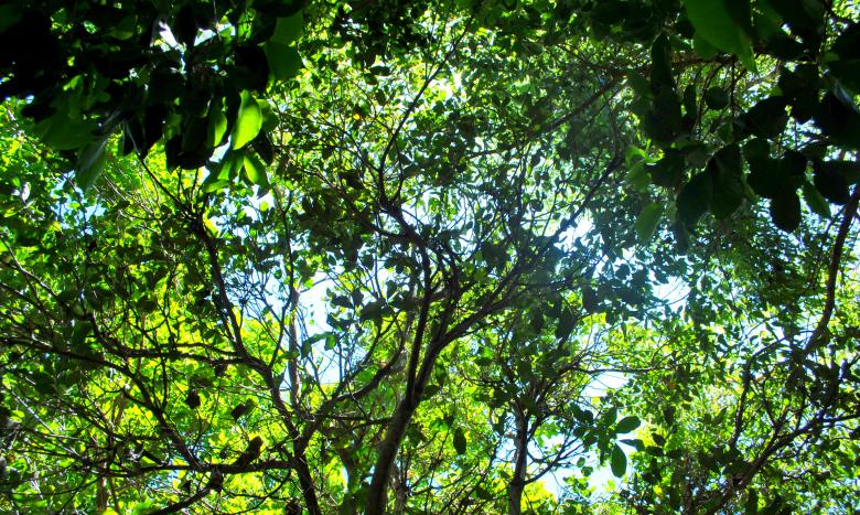 Free stock image of Green Plants created by Robert Priest