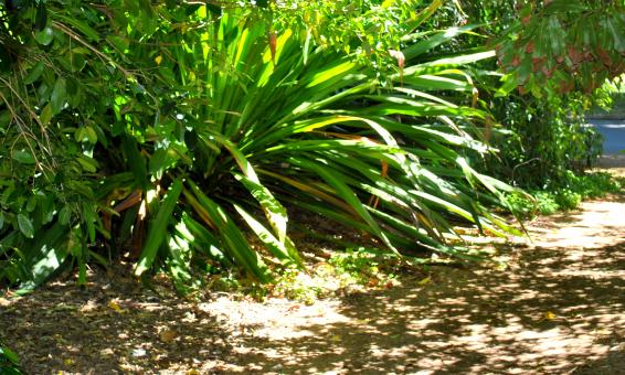 Free Stock Photo of Green Plants