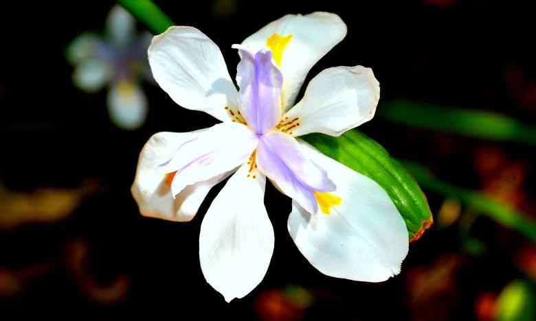 Free stock image of Green Plants created by Robert Priest