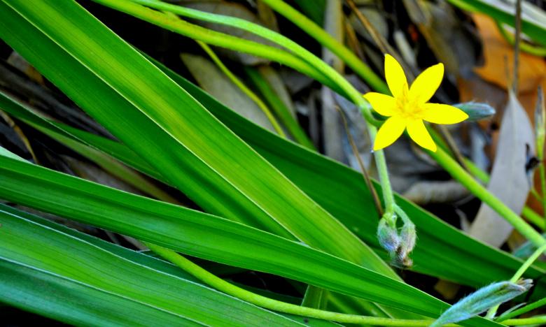 Free stock image of Green Plants created by Robert Priest