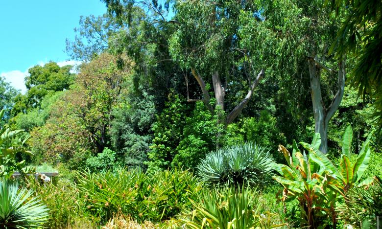 Free stock image of Green Plants created by Robert Priest