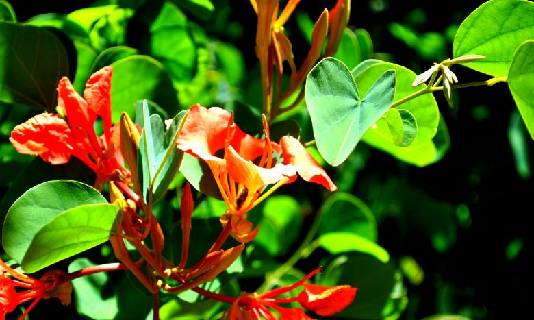 Free stock image of Green Plants created by Robert Priest