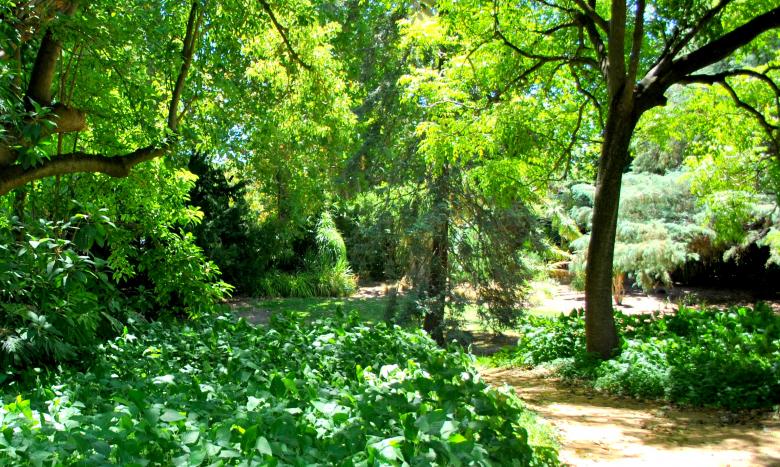Free stock image of Green Plants created by Robert Priest