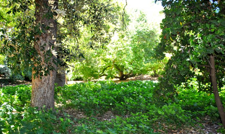 Free stock image of Green Plants created by Robert Priest