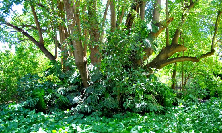 Free stock image of Green Plants created by Robert Priest