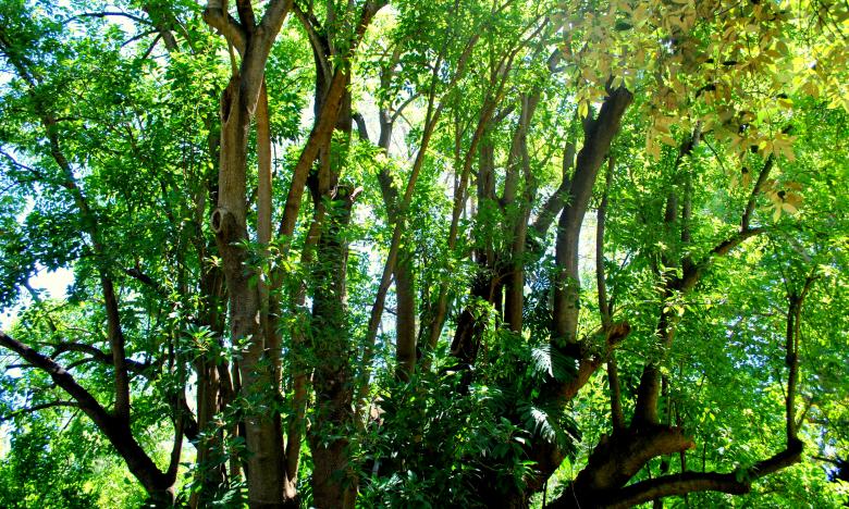 Free stock image of Green Plants created by Robert Priest