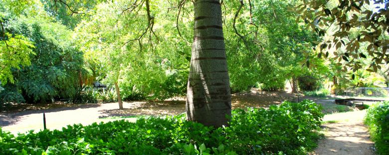 Free stock image of Green Plants created by Robert Priest