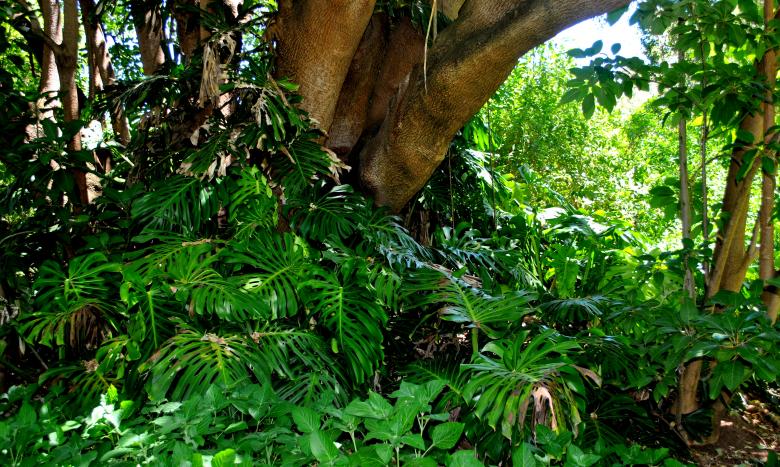 Free stock image of Green Plants created by Robert Priest