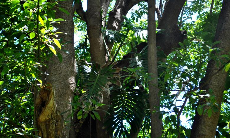 Free stock image of Green Plants created by Robert Priest