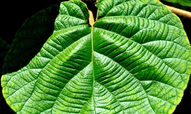 Free stock image of Green Garden created by Robert Priest