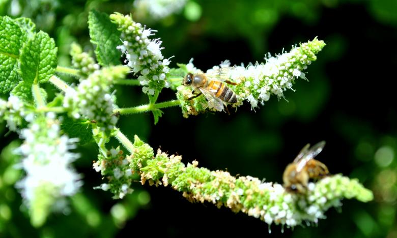 Free stock image of Green Garden created by Robert Priest