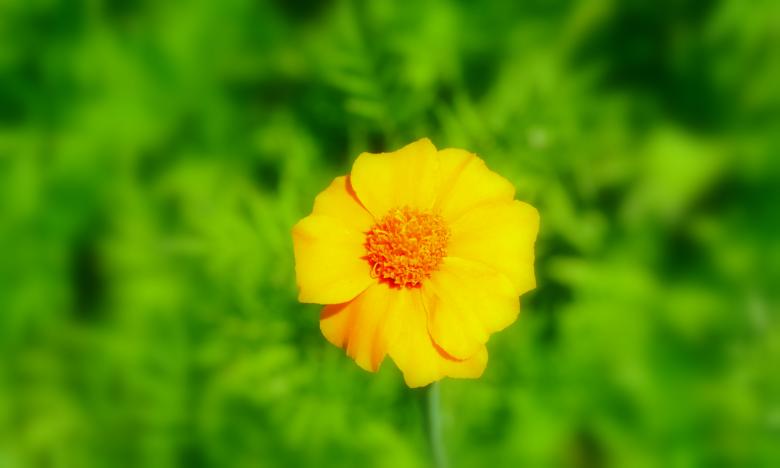 Free stock image of Yellow Flower created by Robert Priest