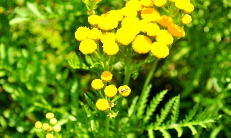 Free stock image of Yellow Flowers created by Robert Priest