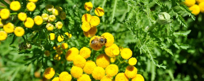 Free stock image of Yellow Flowers created by Robert Priest