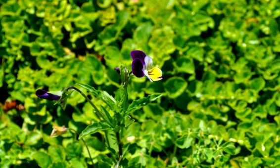 Free Stock Photo of Green Garden