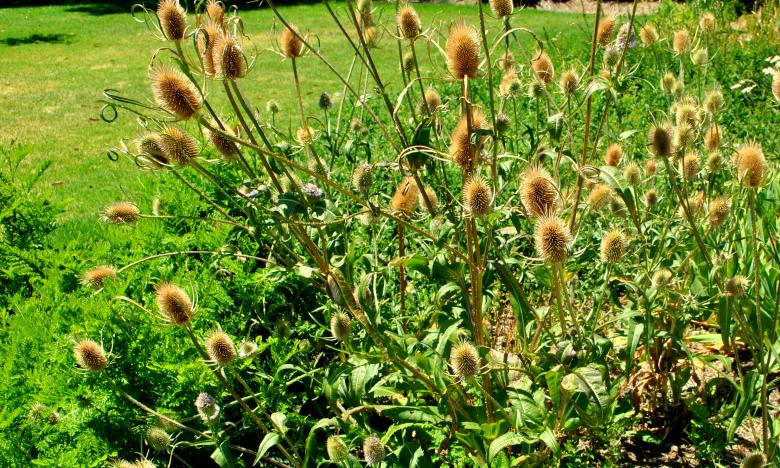 Free stock image of Green Garden created by Robert Priest