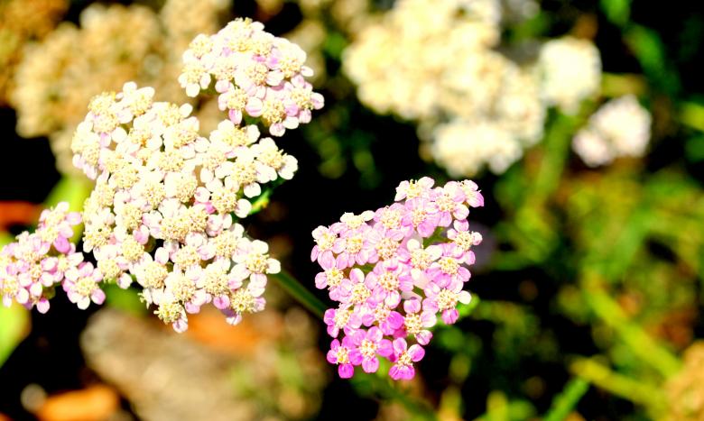 Free stock image of Green Garden created by Robert Priest