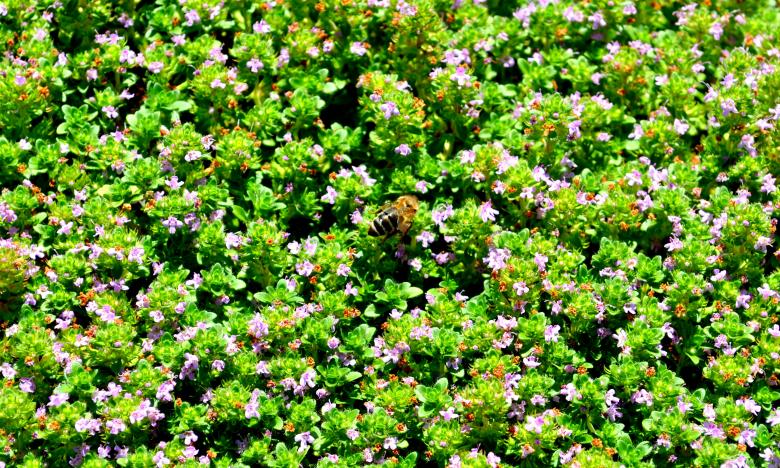 Free stock image of Green Garden created by Robert Priest