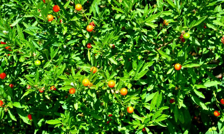 Free stock image of Green Garden created by Robert Priest