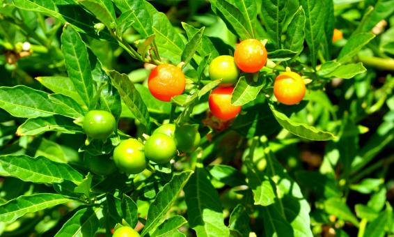 Free Stock Photo of Green Garden