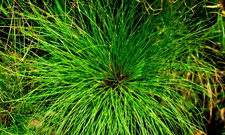 Free stock image of Green Garden created by Robert Priest