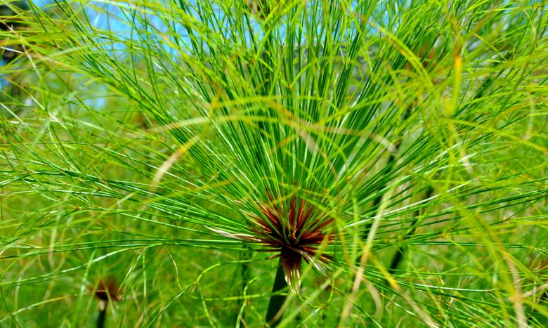 Free stock image of Green Garden created by Robert Priest