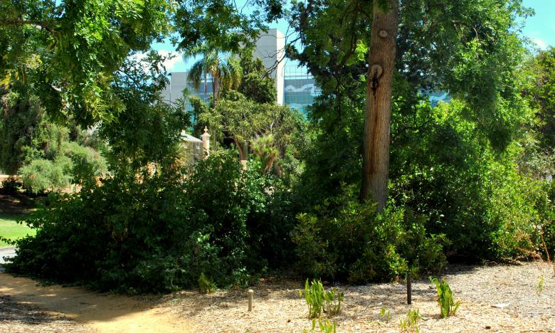 Free stock image of Green Garden created by Robert Priest