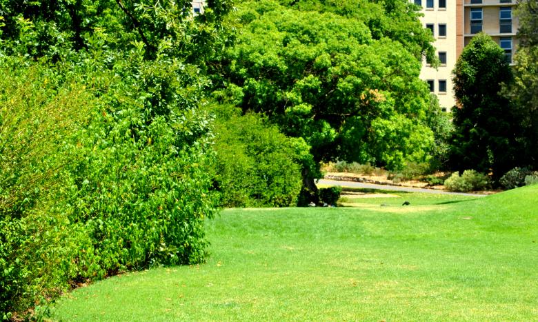 Free stock image of Green Garden created by Robert Priest