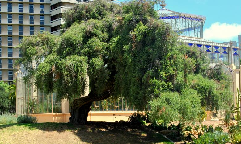 Free stock image of Green Garden created by Robert Priest