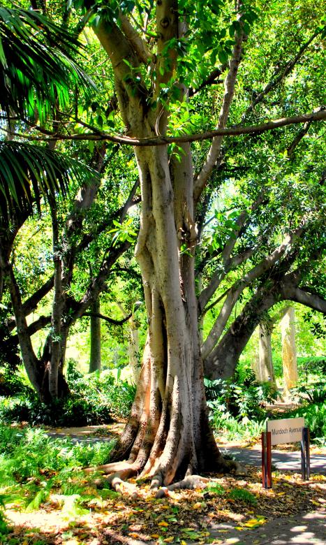 Free stock image of Green Garden created by Robert Priest