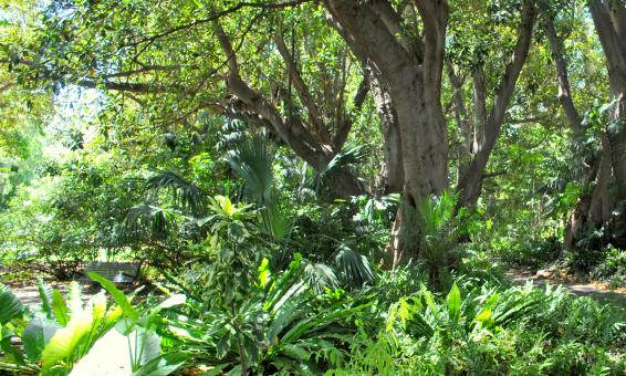 Free Stock Photo of Green Garden