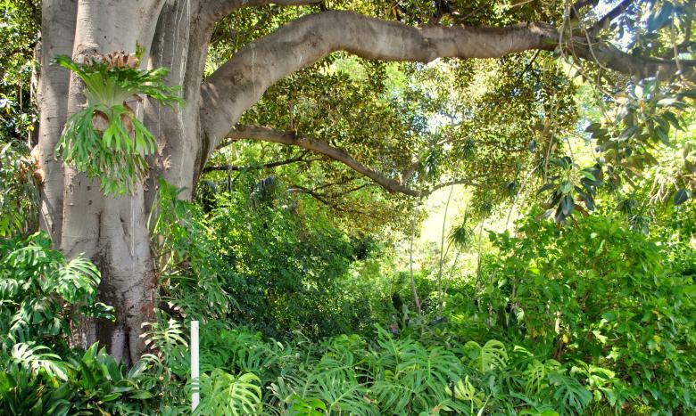 Free stock image of Green Garden created by Robert Priest