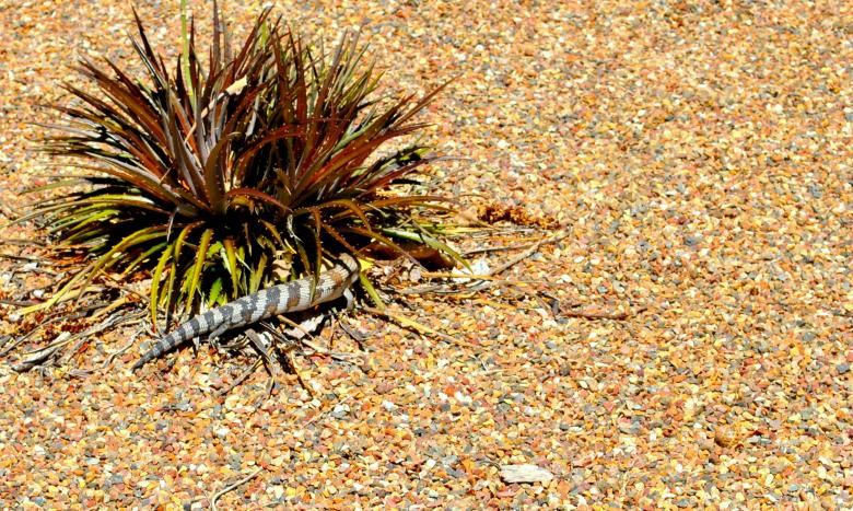 Free stock image of Wild Reptile created by Robert Priest