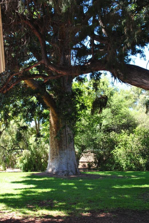 Free stock image of Green Garden created by Robert Priest