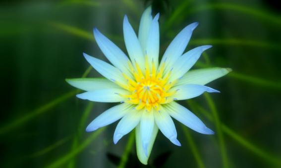 Free Stock Photo of Garden Flowers